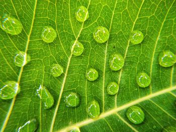 Macro shot of water drops on leaf