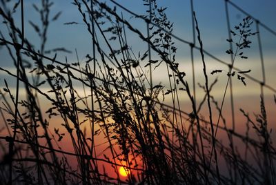 Low angle view of silhouette plants against sky at sunset