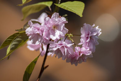 Close-up of pink flowers