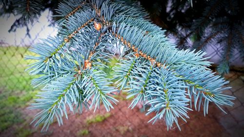 Close-up of pine tree during winter