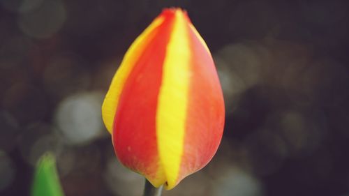 Close-up of red-yellow tulip