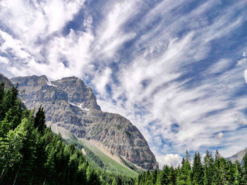 Low angle view of trees on mountain against sky