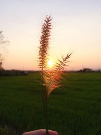 Close-up of stalks in field against sunset