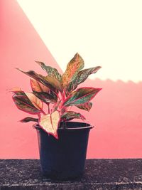 Close-up of potted plant against wall