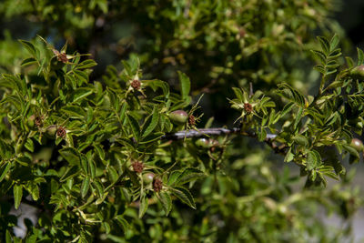 Close-up of plant