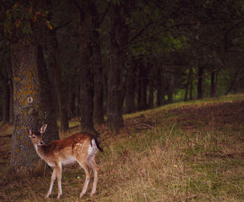 Dog standing in a forest