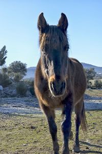 Horse standing in a field