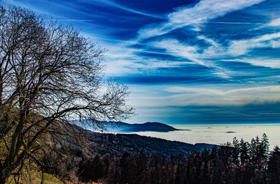 Silhouette bare tree on mountain against blue sky