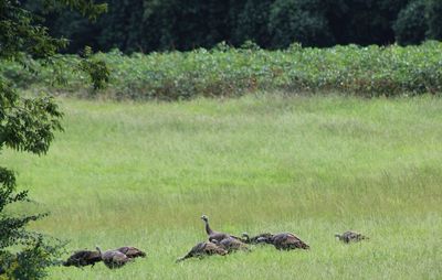 Flock of birds on grassy field