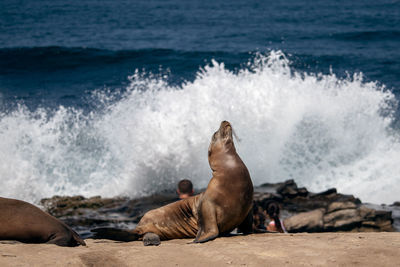 High angle view of sea lion on rock