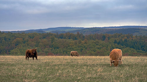 Horses in a field