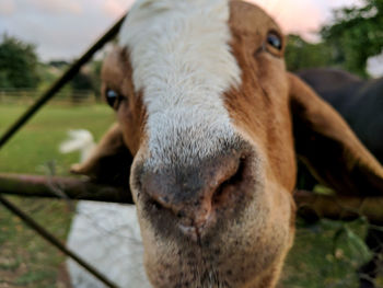 Close-up portrait of pig against sky