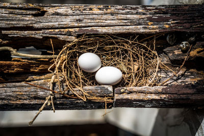 High angle view of bird in nest