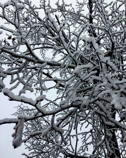 Low angle view of bare tree during winter