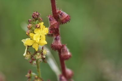 Close-up of insect on yellow flower