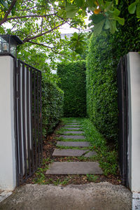 Footpath in garden