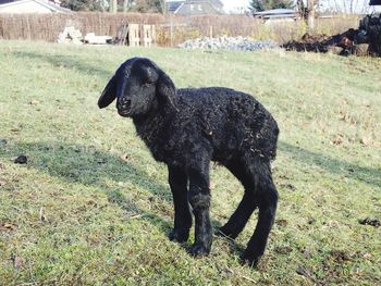 Black dog standing on field