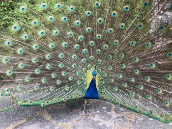 Close-up of peacock