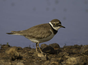 Close-up of bird perching on lakeshore