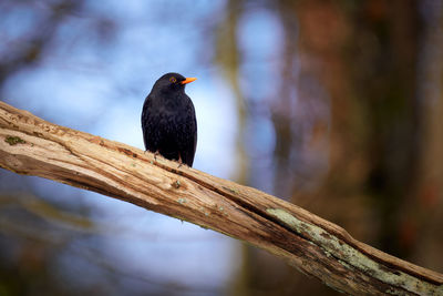 Bird perching on a branch