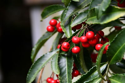 Close-up of red berries growing on plant