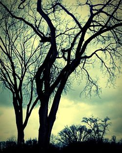 Low angle view of bare tree against sky