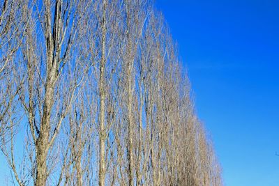 Low angle view of trees against clear blue sky