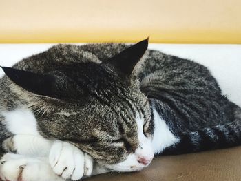 Close-up of cat sleeping