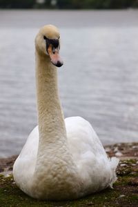 Close-up of swan in lake