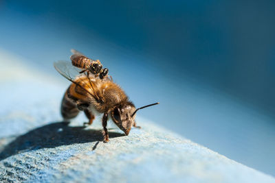 Close-up of insects on surface