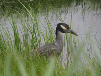 Side view of a blue heron on grass