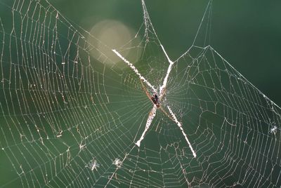 Close-up of spider on web