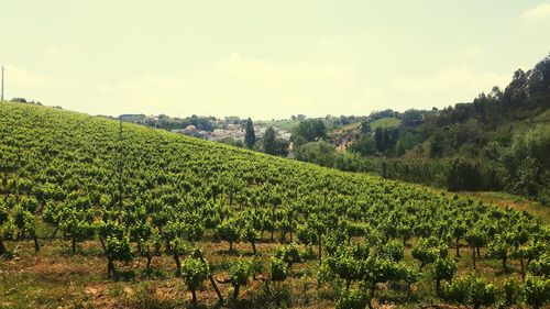 Scenic view of vineyard against sky