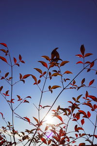 Low angle view of tree against clear sky