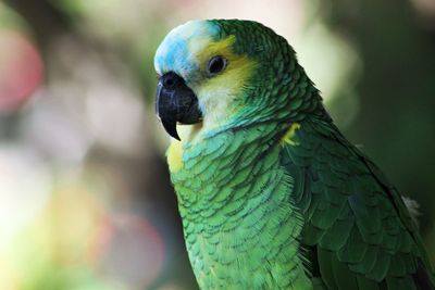 Close-up portrait of parrot