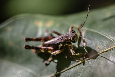 Close-up of insect on leaf