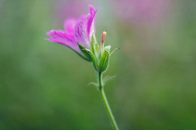 Close-up of pink flowering plant