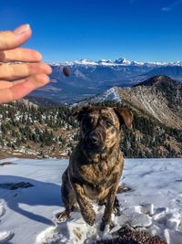 View of dog on snow covered mountain
