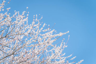 Low angle view of tree against clear blue sky