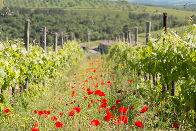 Flowers growing in field