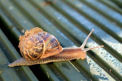 Close-up of snail