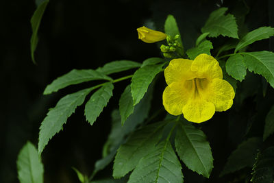 Close-up of yellow flowering plant