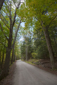 Road amidst trees against sky