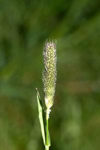 Close-up of insect on flower