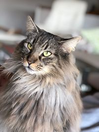 Close-up portrait of a cat