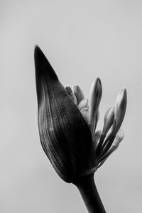 Close up of agapanthus bud in bloom isolated, black and white