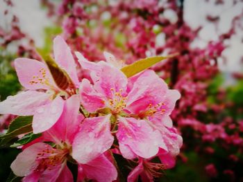 Close-up of pink flowers blooming outdoors