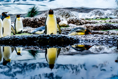 Penguin swimming in lake