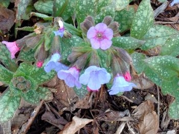 Close-up of flowers blooming outdoors