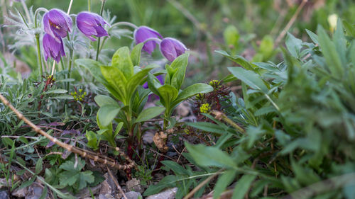 Close-up of plants